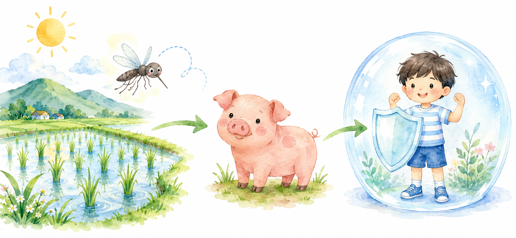 Japanese encephalitis transmission: mosquito from rice paddy bites pig, then bites child — vaccination provides protection